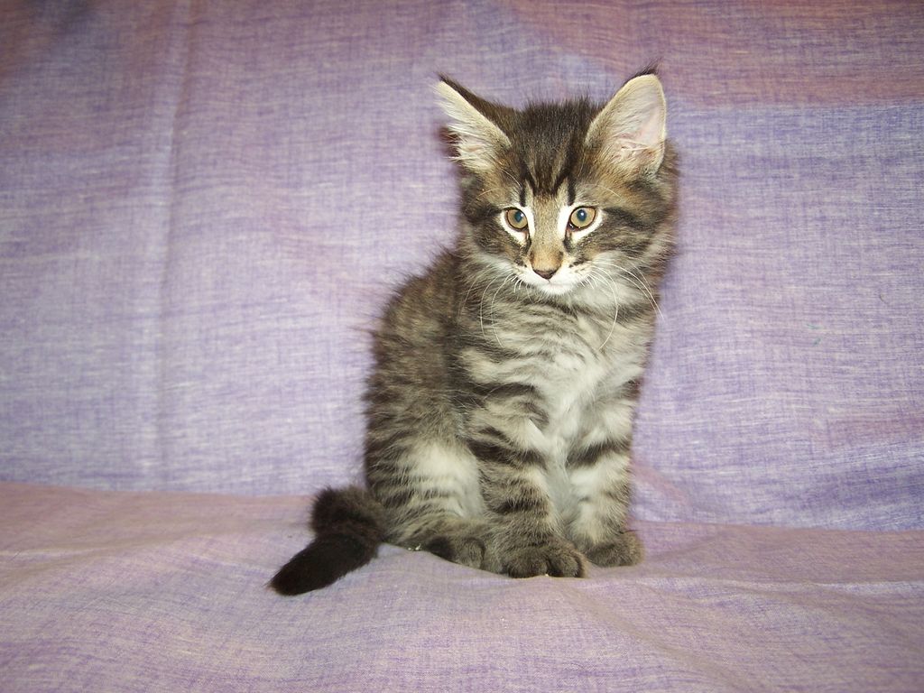 Gatti Norvegesi - cuccioli