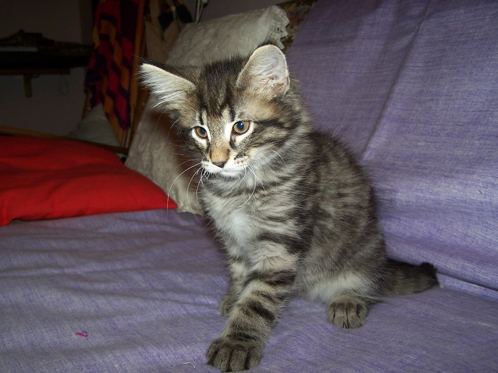 Gatti Norvegesi - cuccioli