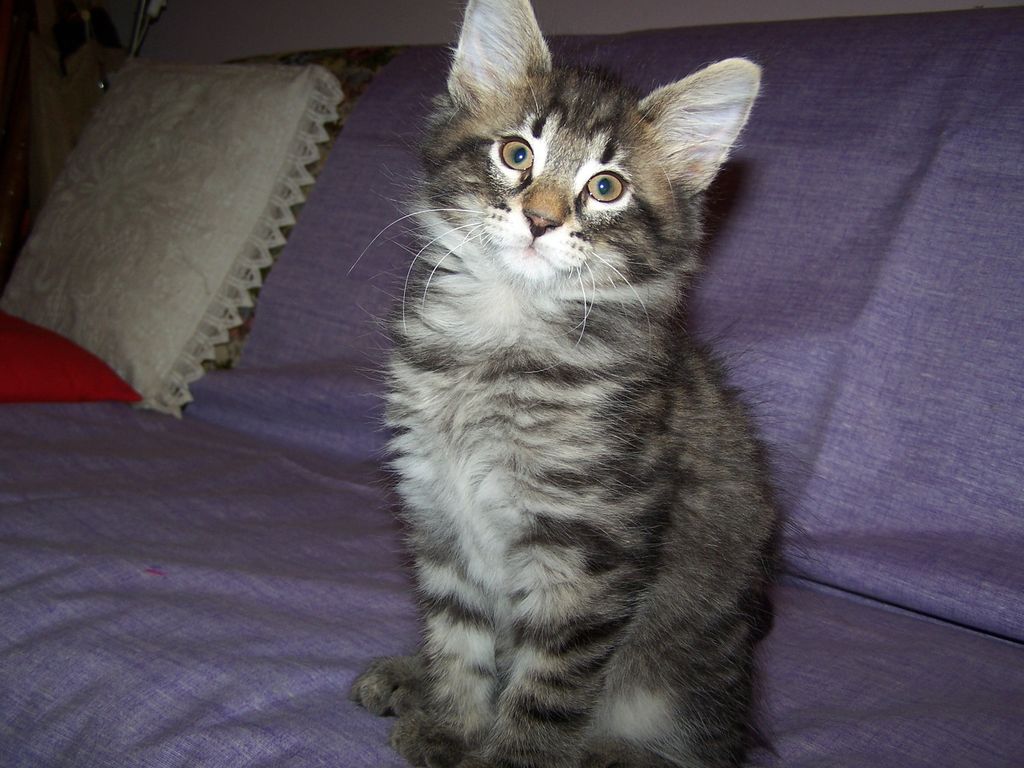 Gatti Norvegesi - cuccioli