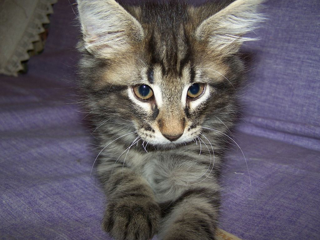Gatti Norvegesi - cuccioli