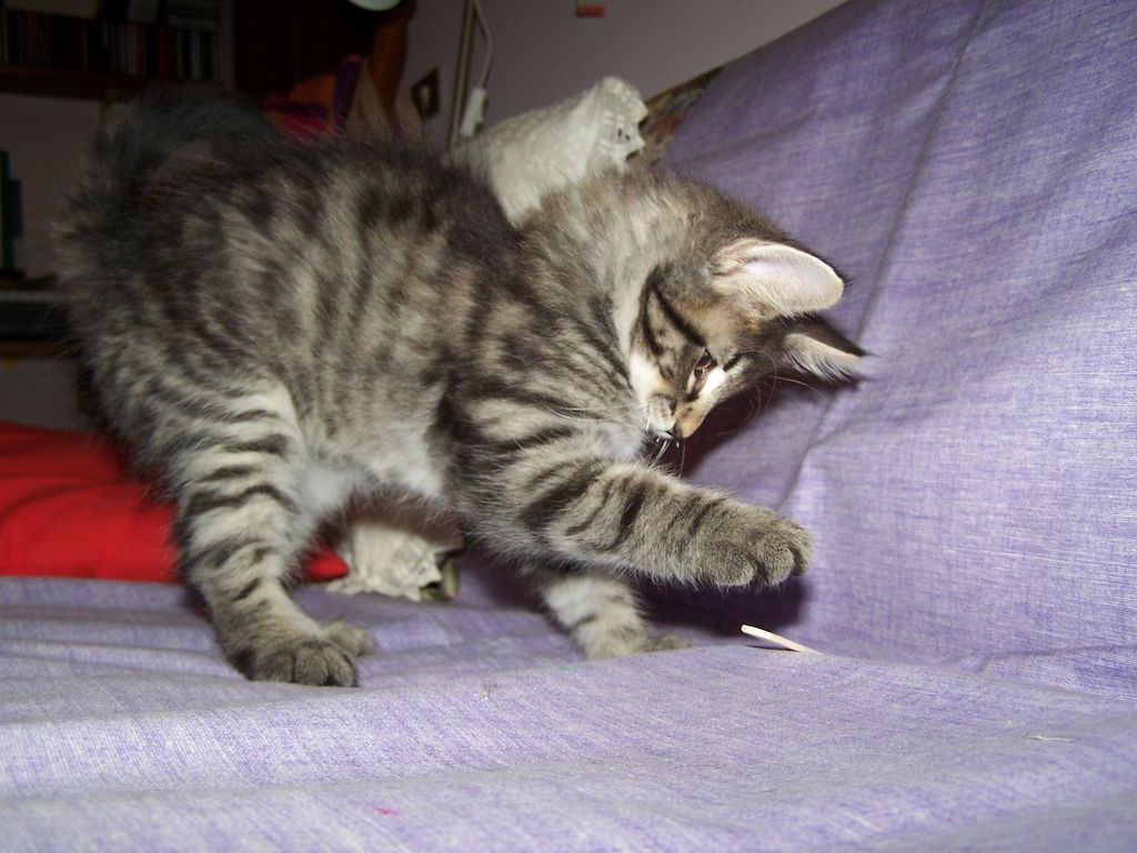 Gatti Norvegesi - cuccioli