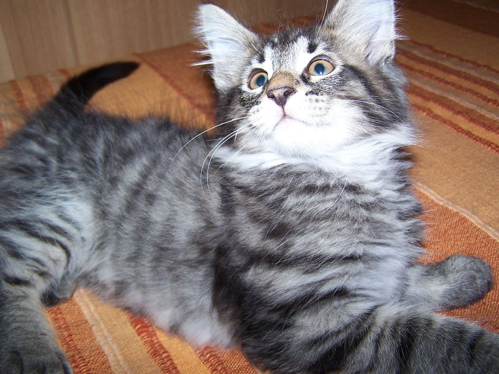 Gatti Norvegesi - cuccioli