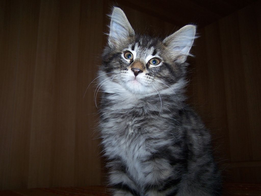 Gatti Norvegesi - cuccioli