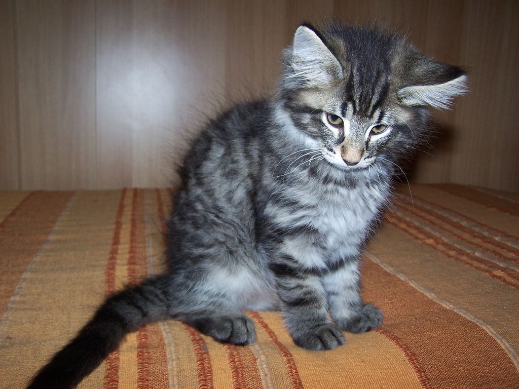 Gatti Norvegesi - cuccioli