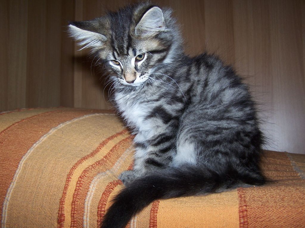 Gatti Norvegesi - cuccioli