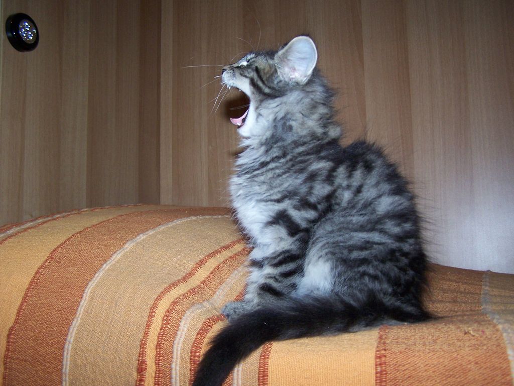 Gatti Norvegesi - cuccioli