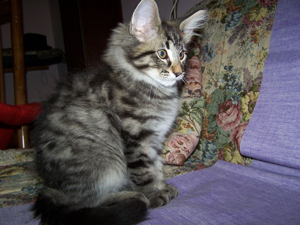 Gatti Norvegesi - cuccioli
