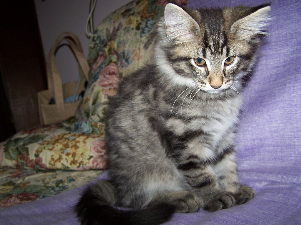 Gatti Norvegesi - cuccioli