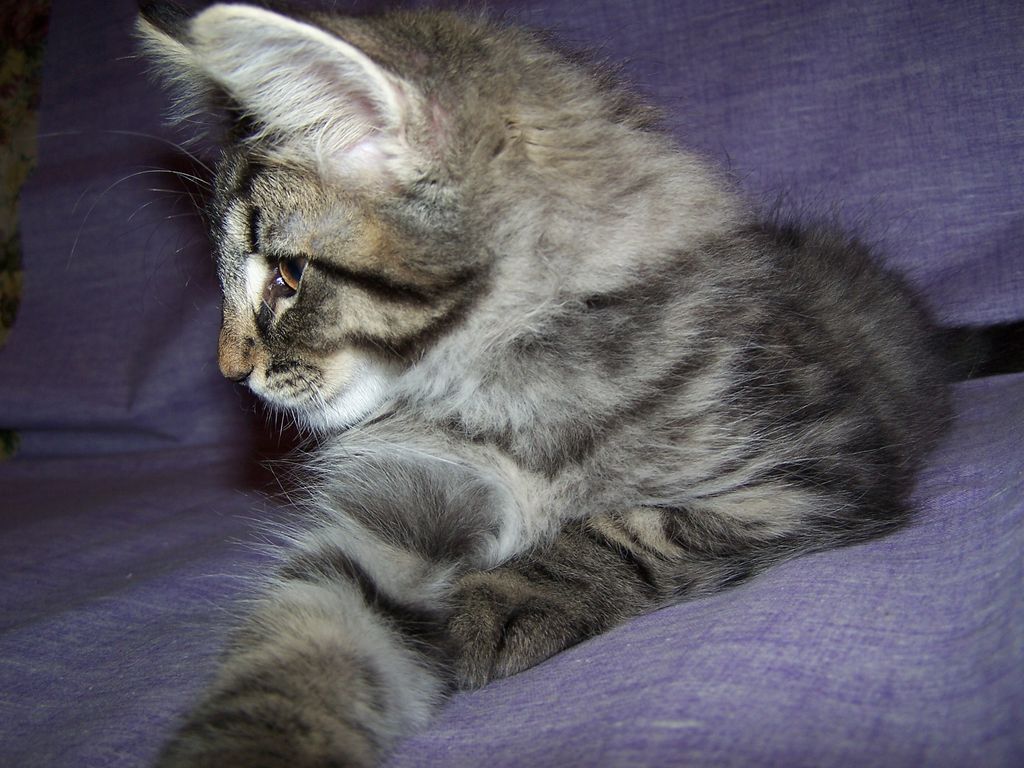 Gatti Norvegesi - cuccioli