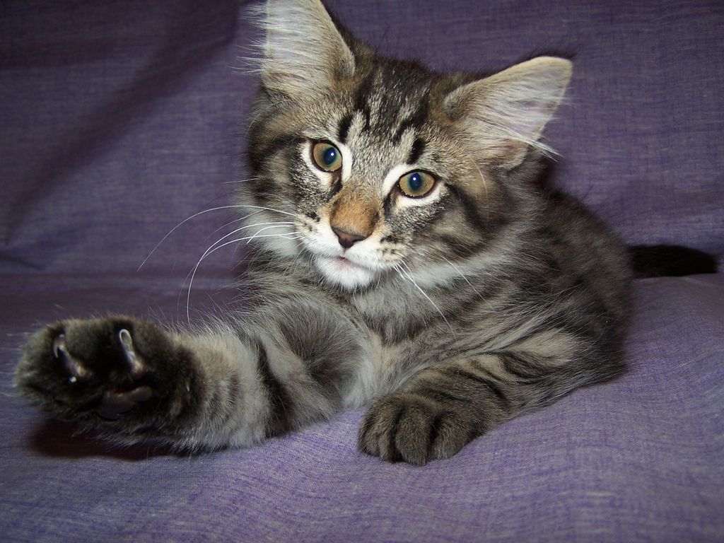 Gatti Norvegesi - cuccioli