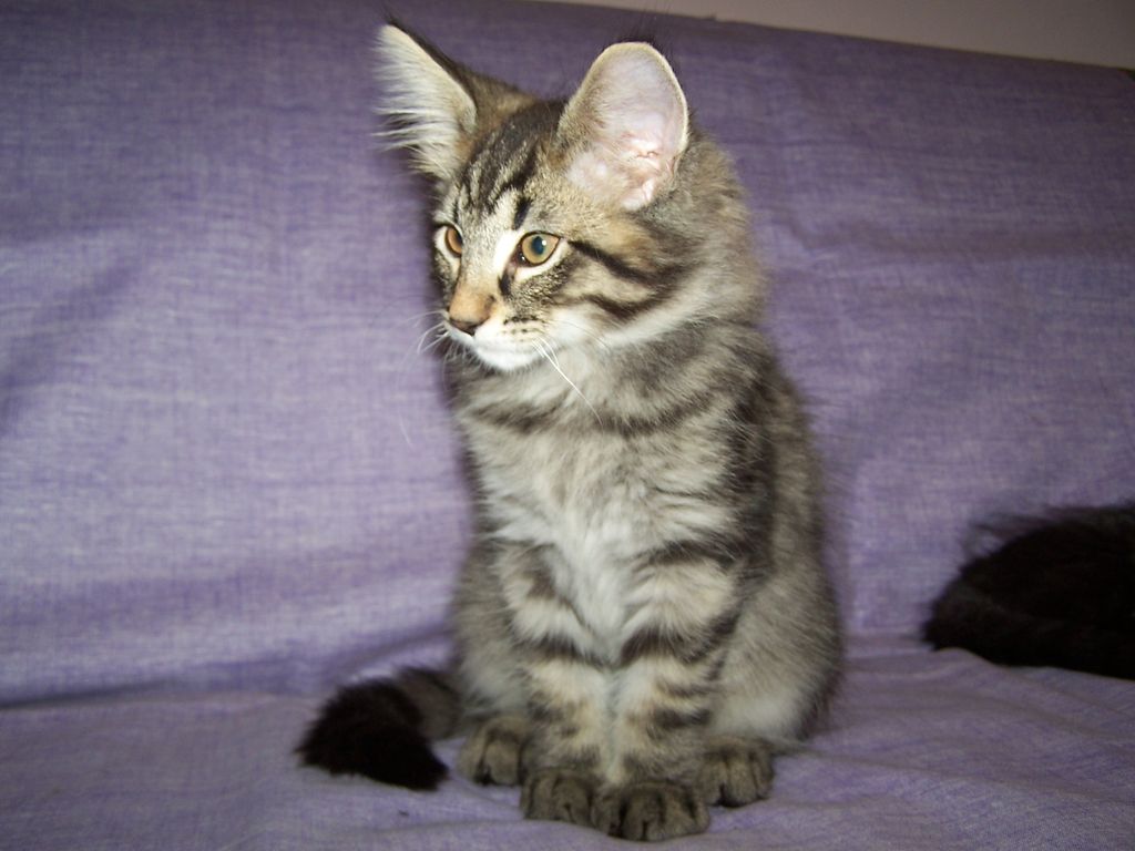 Gatti Norvegesi - cuccioli