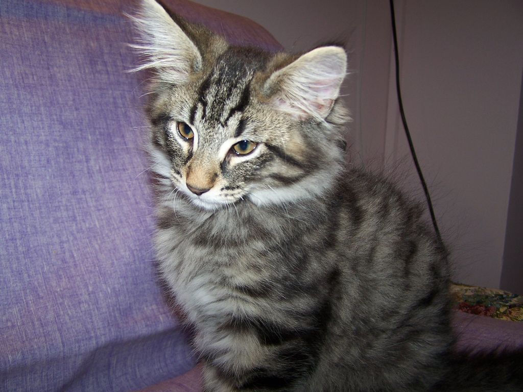 Gatti Norvegesi - cuccioli
