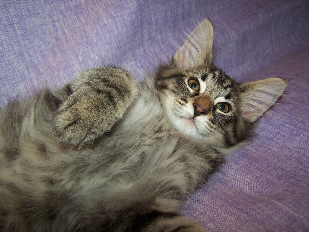 Gatti Norvegesi - cuccioli