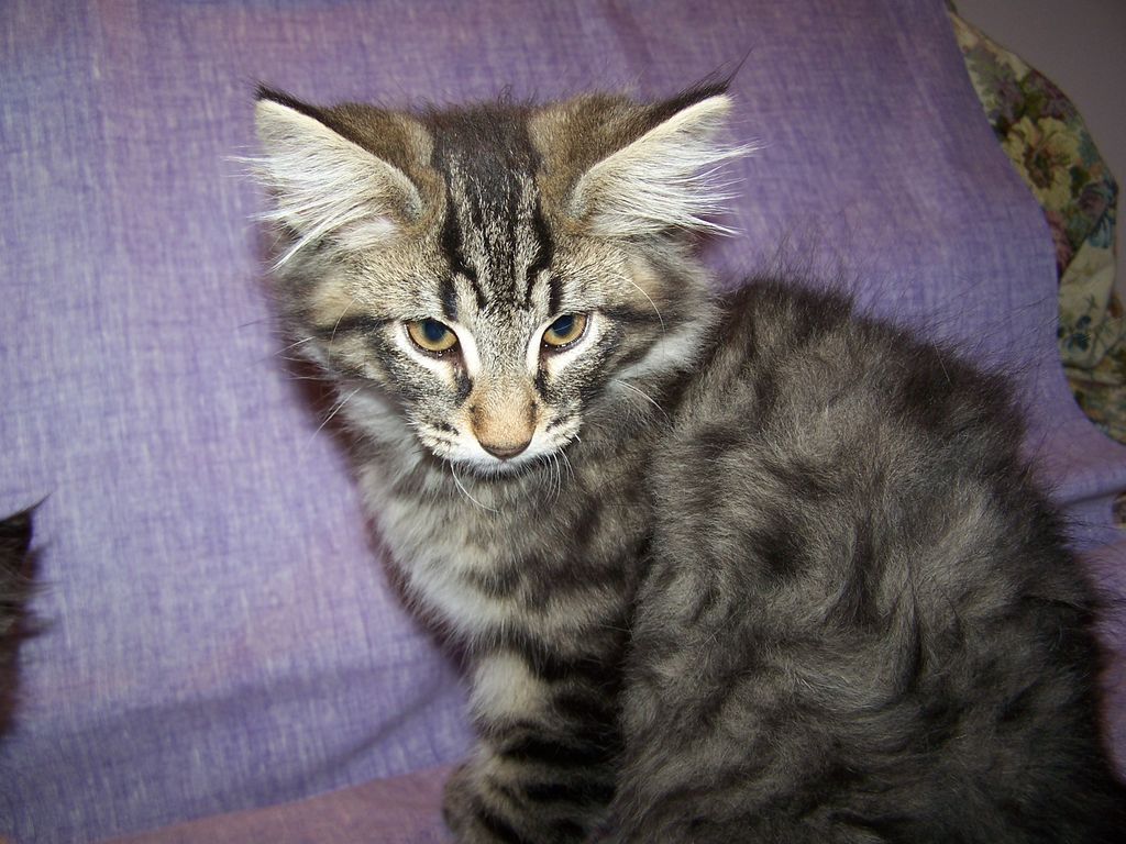 Gatti Norvegesi - cuccioli
