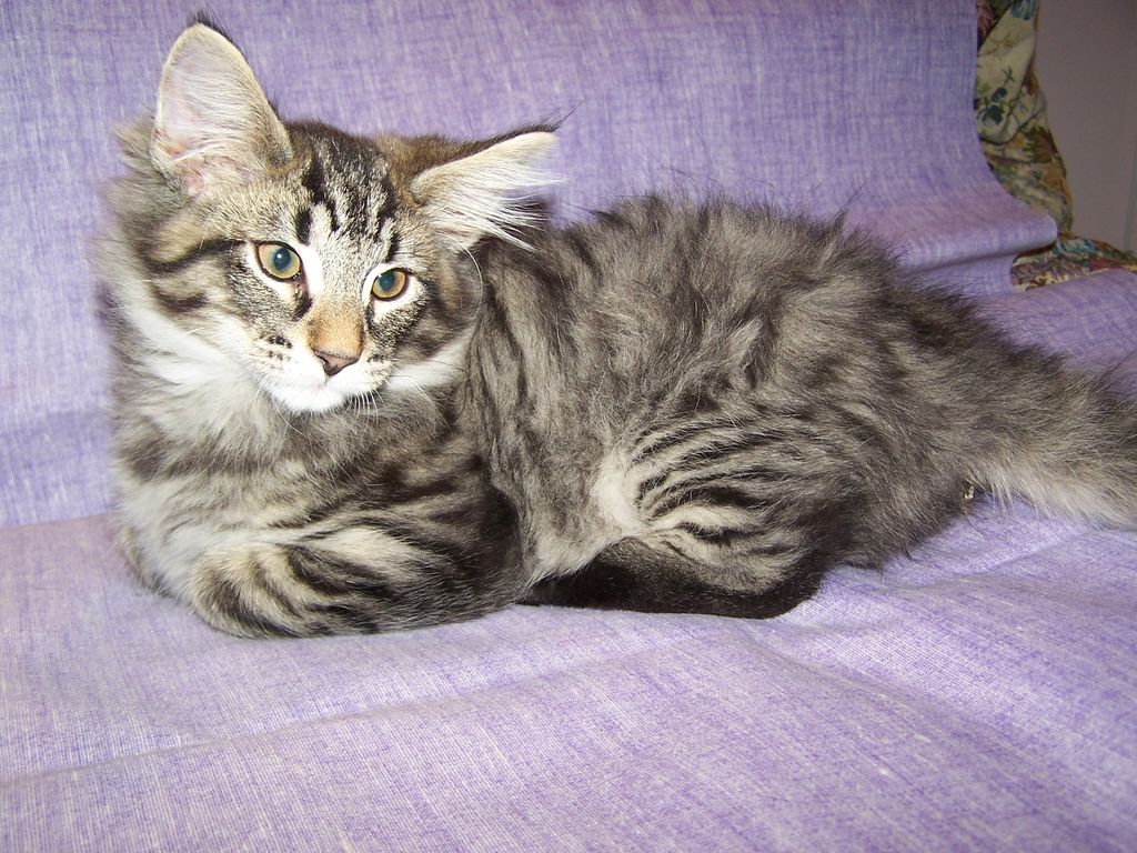 Gatti Norvegesi - cuccioli