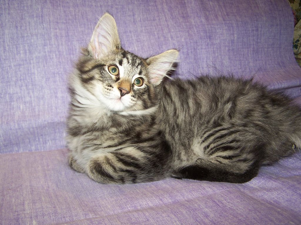 Gatti Norvegesi - cuccioli