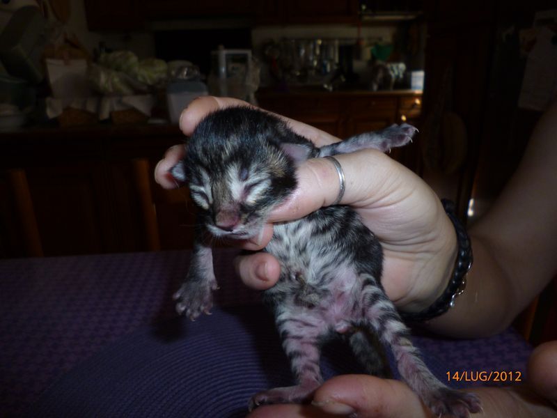 Gatti Norvegesi - cuccioli