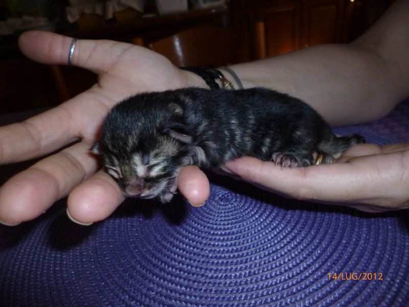 Gatti Norvegesi - cuccioli