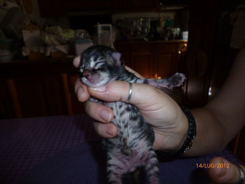 Gatti Norvegesi - cuccioli