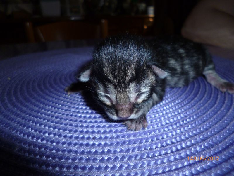 Gatti Norvegesi - cuccioli