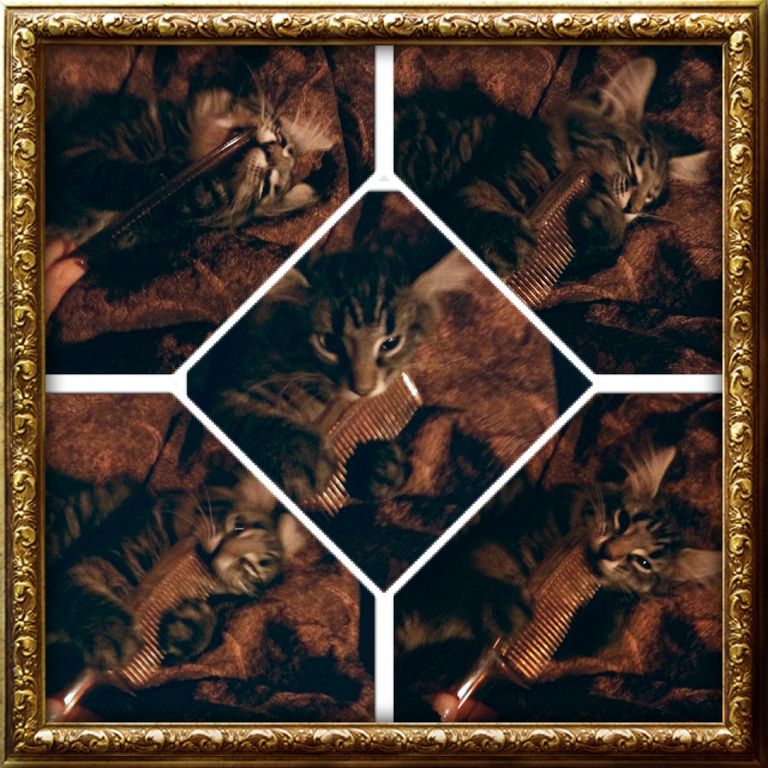 Gatti Norvegesi - cuccioli