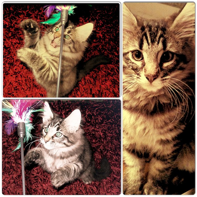 Gatti Norvegesi - cuccioli