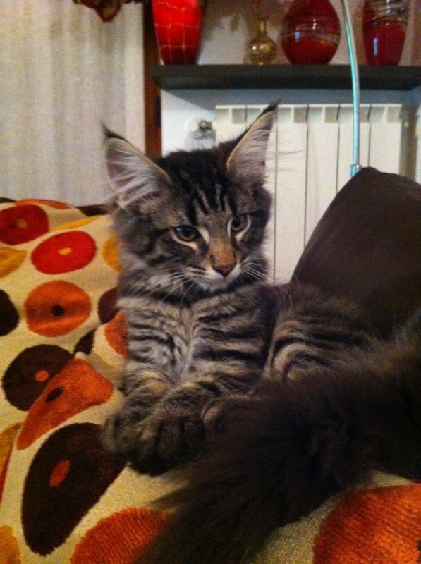 Gatti Norvegesi - cuccioli