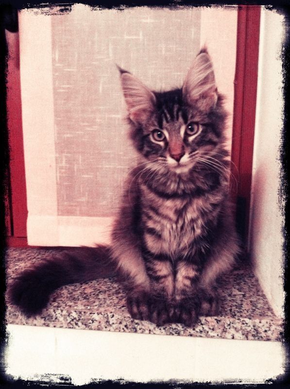 Gatti Norvegesi - cuccioli
