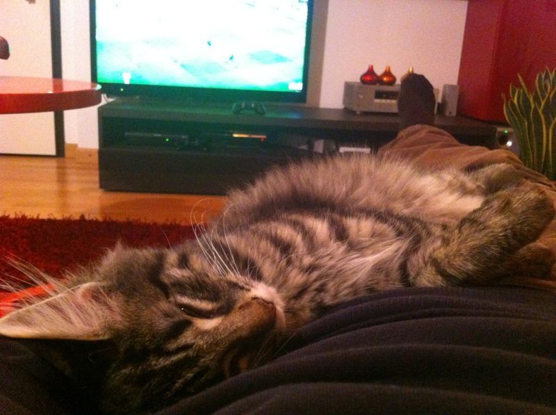 Gatti Norvegesi - cuccioli