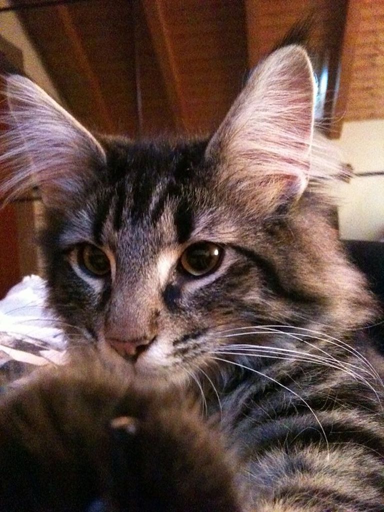 Gatti Norvegesi - cuccioli