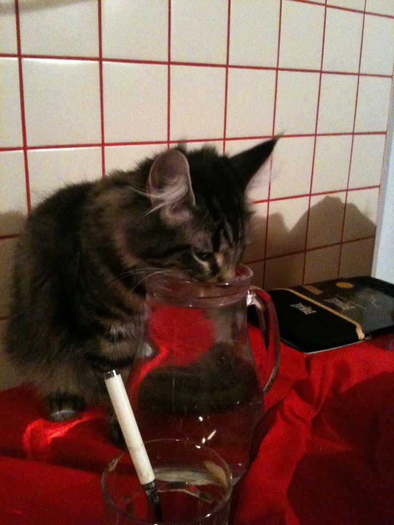 Gatti Norvegesi - cuccioli