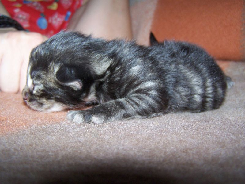Gatti Norvegesi - cuccioli
