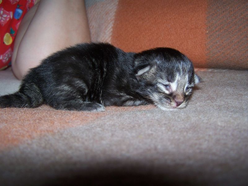Gatti Norvegesi - cuccioli