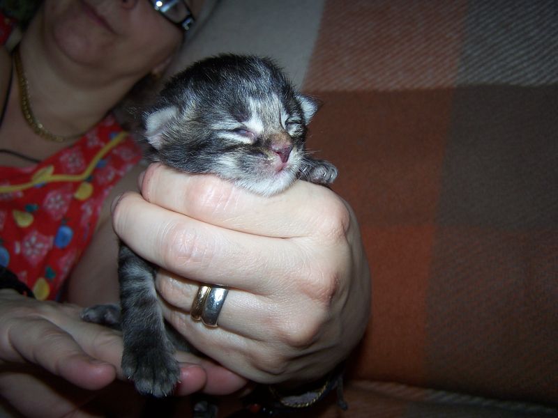 Gatti Norvegesi - cuccioli