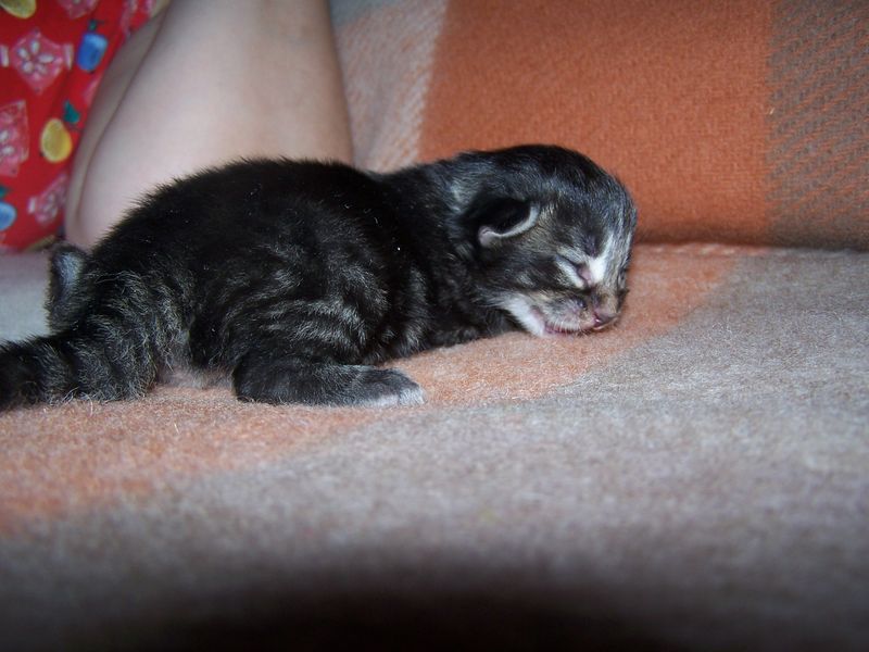 Gatti Norvegesi - cuccioli