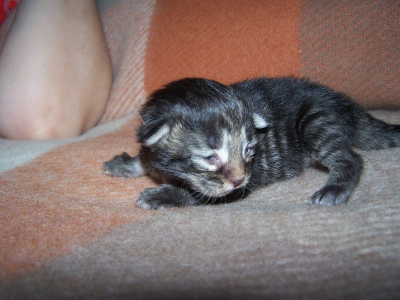 Gatti Norvegesi - cuccioli