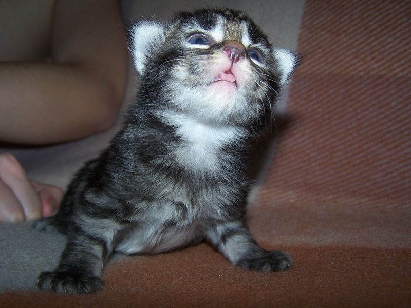Gatti Norvegesi - cuccioli
