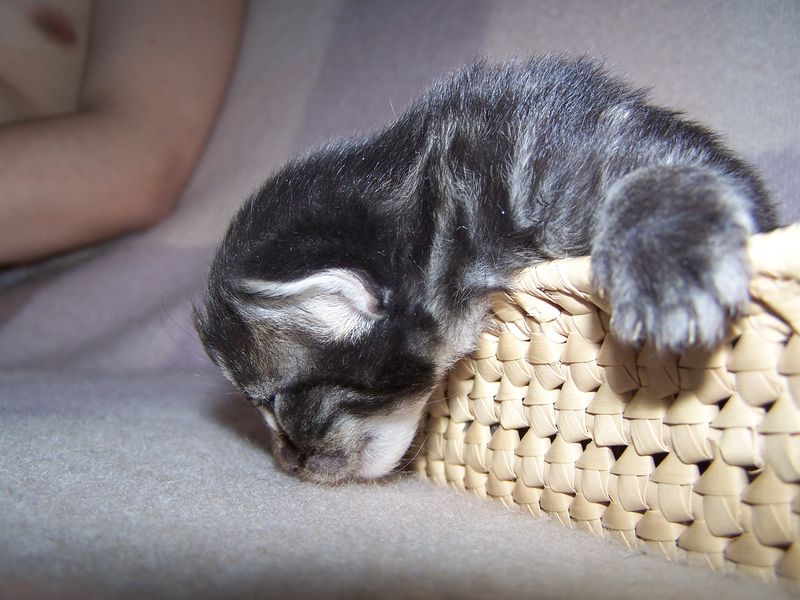 Gatti Norvegesi - cuccioli