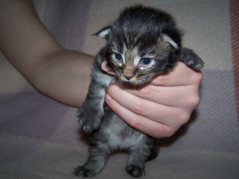 Gatti Norvegesi - cuccioli