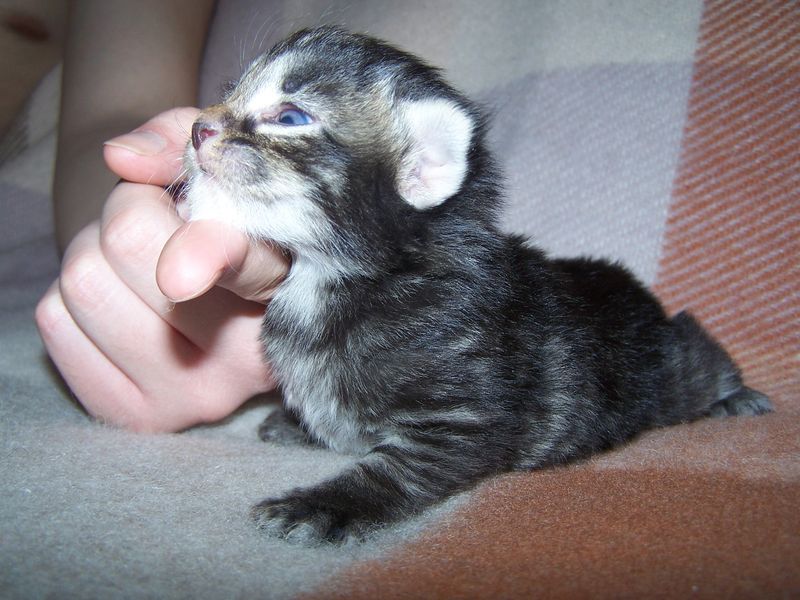 Gatti Norvegesi - cuccioli