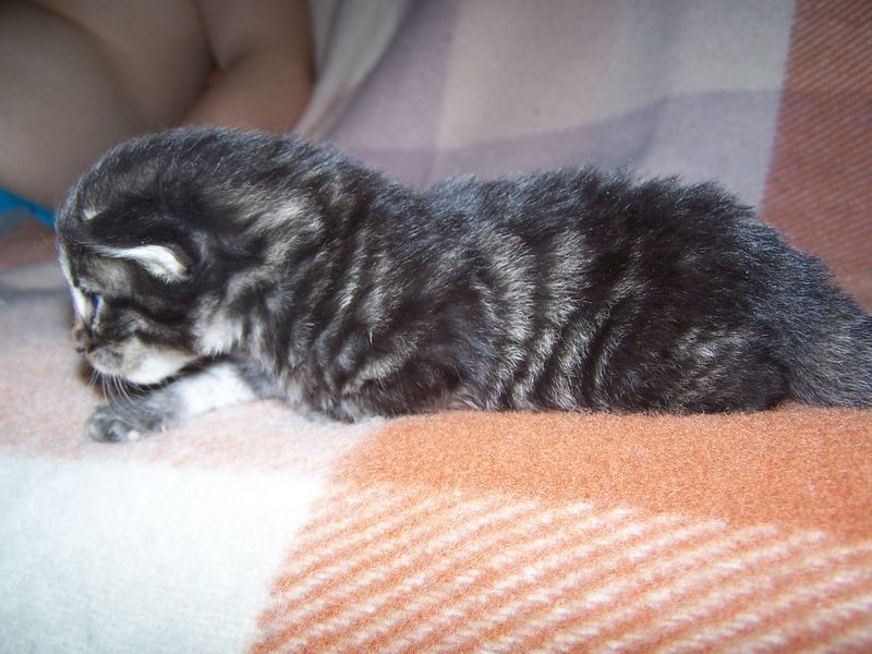 Gatti Norvegesi - cuccioli