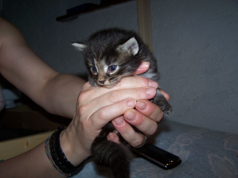 Gatti Norvegesi - cuccioli