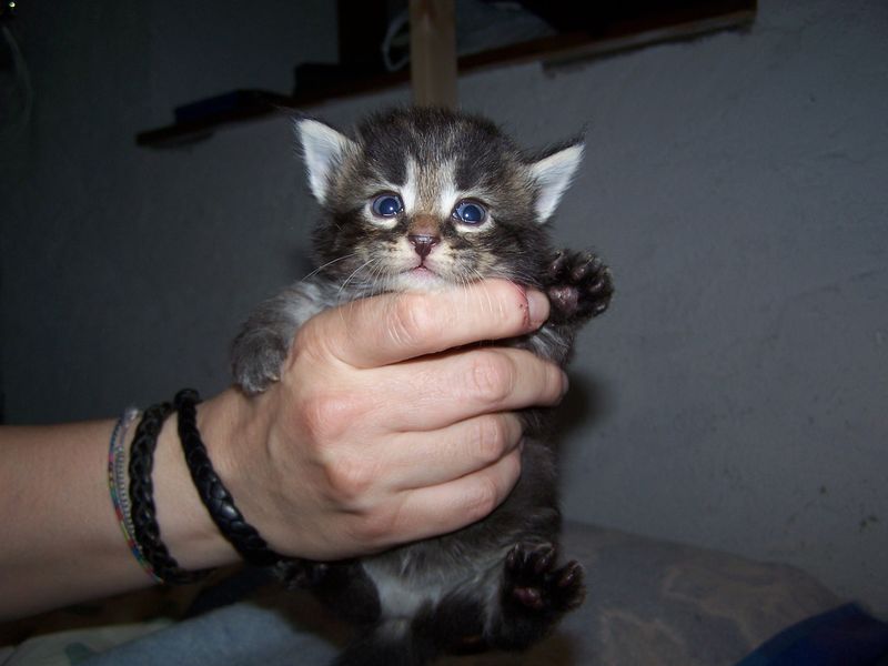 Gatti Norvegesi - cuccioli
