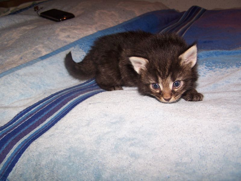 Gatti Norvegesi - cuccioli