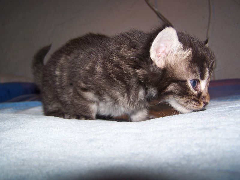 Gatti Norvegesi - cuccioli