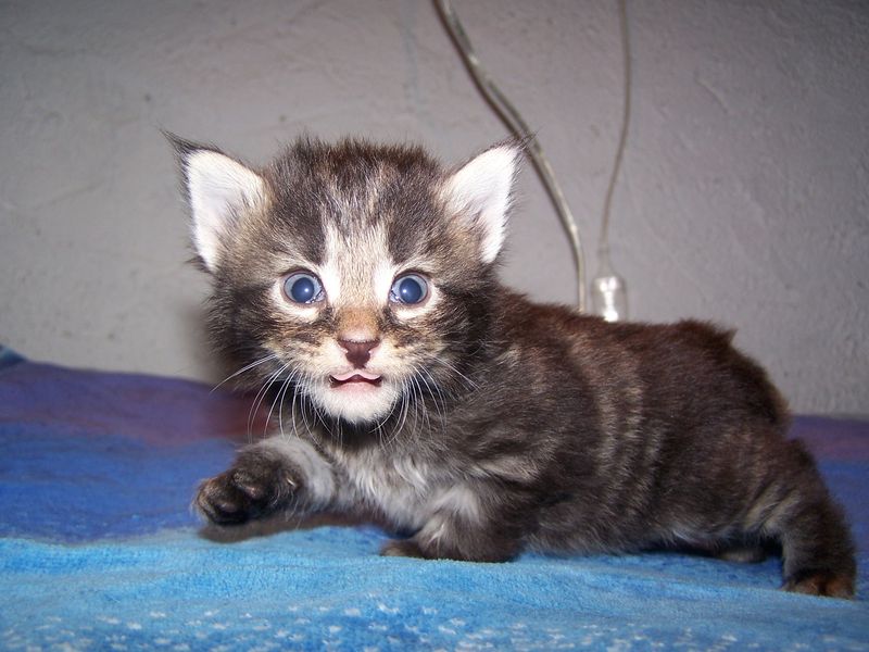 Gatti Norvegesi - cuccioli