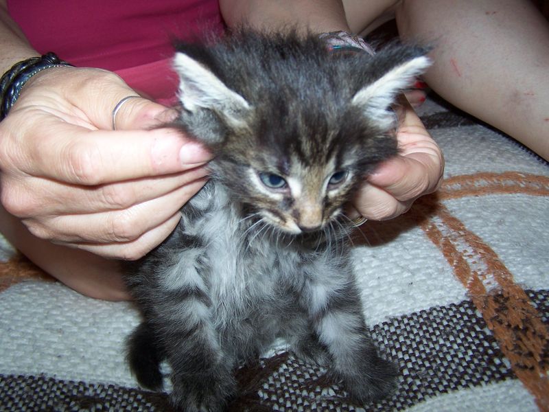 Gatti Norvegesi - cuccioli