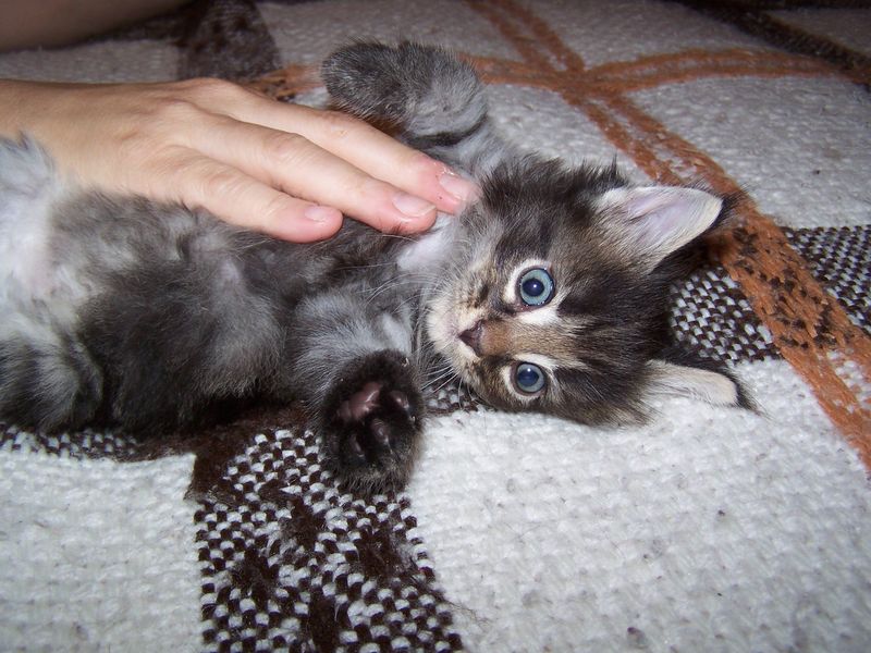 Gatti Norvegesi - cuccioli