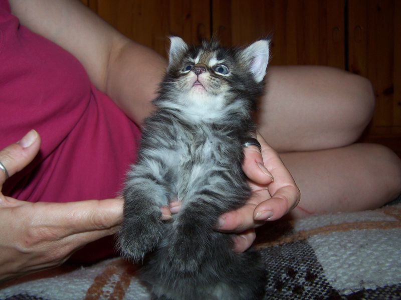 Gatti Norvegesi - cuccioli