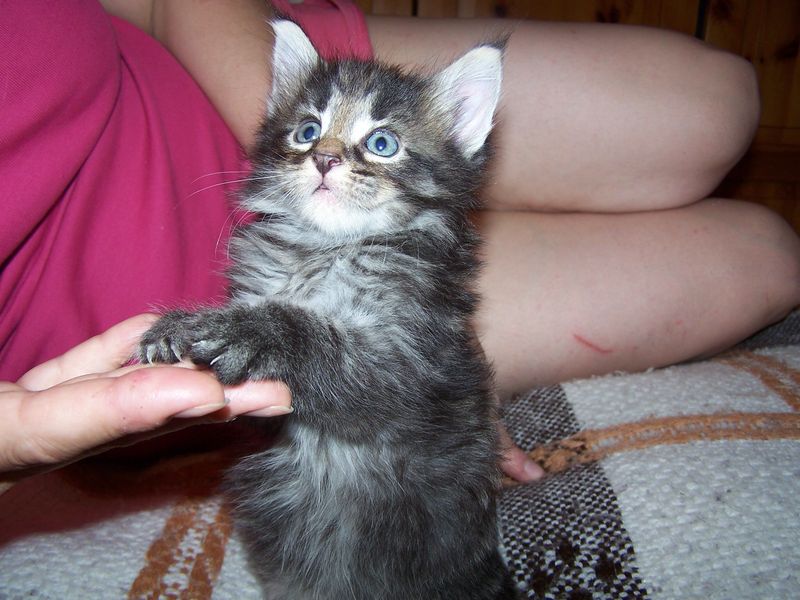 Gatti Norvegesi - cuccioli